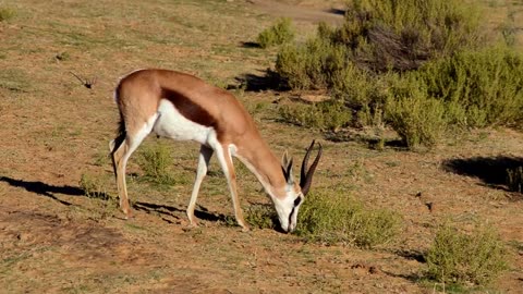 The springbok