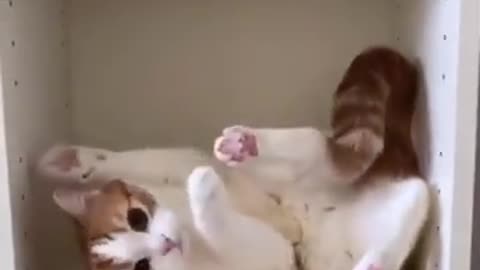 Cat Yoga Inside Cupboard #shorts #viral #shortsvideo #video