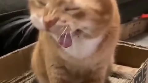 Funny cat video meowww 😻