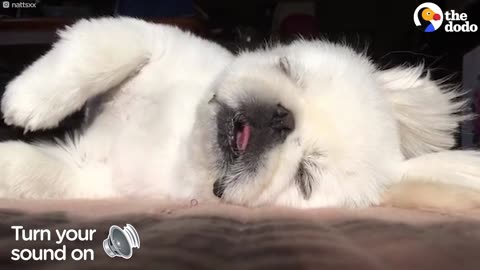 Snoring Puppy Is The Cutest Little Sleeper