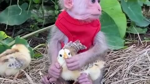 A BABY MONKEY AND THE CHICK'S