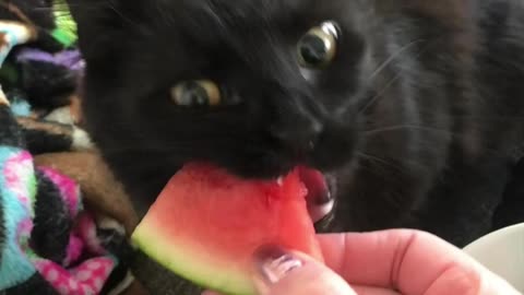Did the cat eat watermelon? "Rumble viral" 'Unforgettable Moments