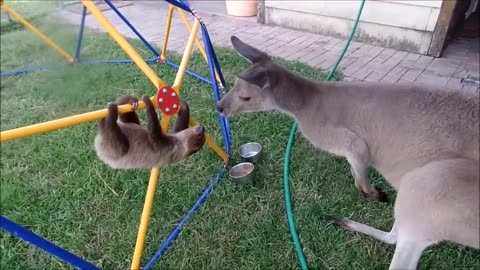 baby sloths being cute for 3min