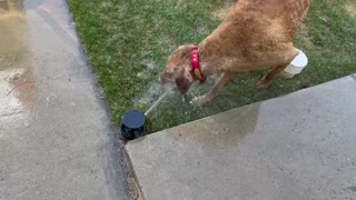 Chesapeake Bay Retriever discovers Sprinkler