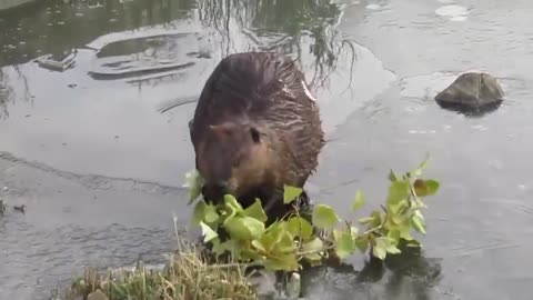 Beaver breaks through ice on the pond surface