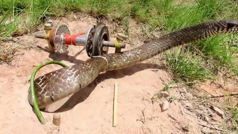 EASY SNAKE TRAP_ Installing Unique Quick Snake Trapping Using Bike Crank Work 100%.