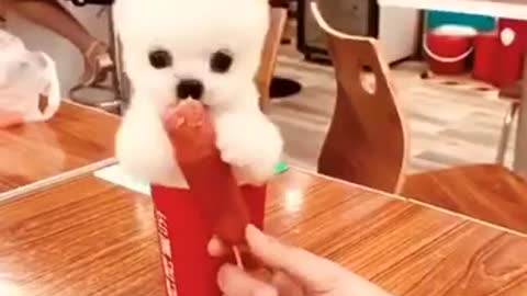 Cute dog 🐕 eating hot dog