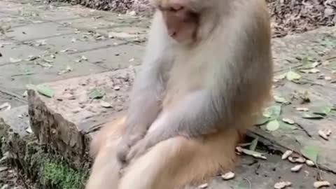 Funny monkey sleeping