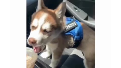 "Adorable Husky Fools You with a Pretend Yawn and Sips Coffee Like a Human"