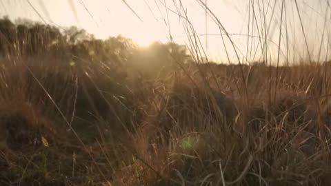 cinematic grass sunset video _ beautiful scenery _ sunset video