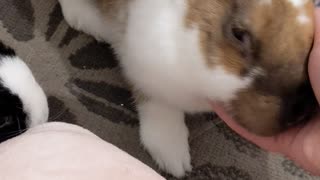 Bunnies reaction to seeing their owner after being ill