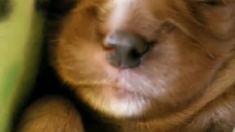 Cute puppy sleeping and dreaming