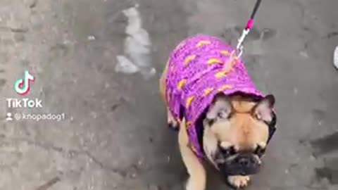 French bulldog and rainy weather