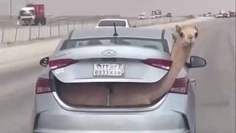 Funny video on camel on the car