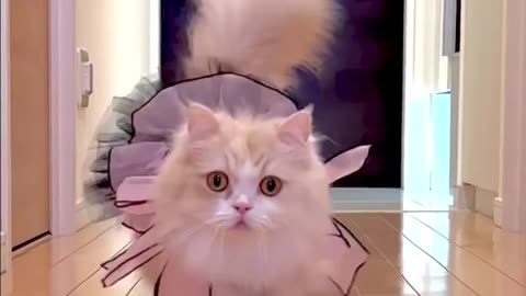 A model is walking on the ramp 😂#cat #funny #video