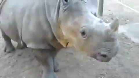 What does a baby rhino sound like?