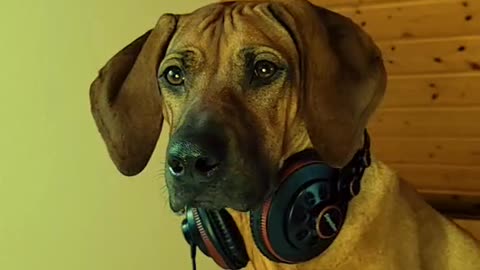 My dog ​​is a dj