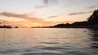 Dolphins at sunset