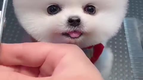 Cute Dog - 2022