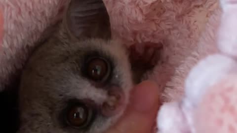 Bush baby 🐱🐶 CUTE ANIMALS 🐾 cutes bush baby Videos