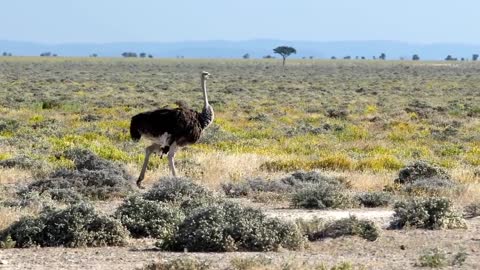 Elegant Ostrich