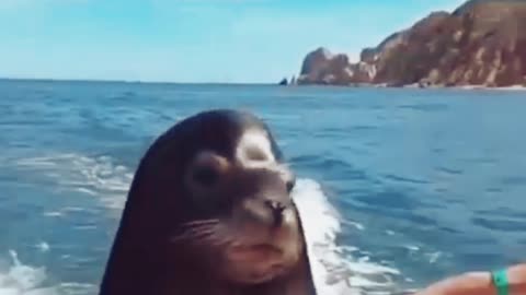 Funny Video of Fishes and Sea Lion | Sea lion taking fish from humans | Top funny Videos | Sea Video