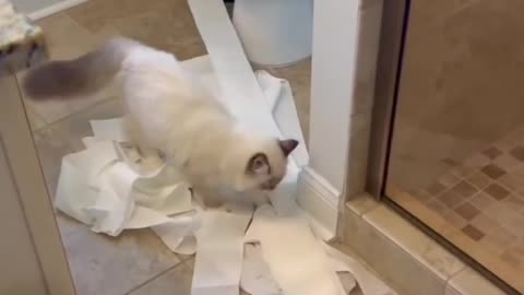 Cat wasting toilet paper 😂