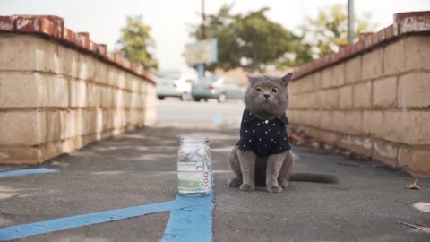 Homeless Cats | excellent video