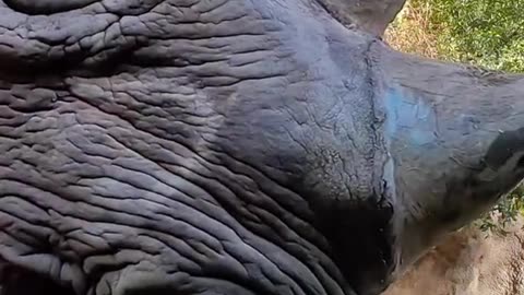 Majestic Rhino Cooling off in the River: A Wildlife Adventure