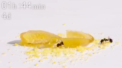 Egg VS Ants Timelapse