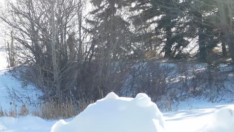 Dog Snow Winter Man Walking Nature White