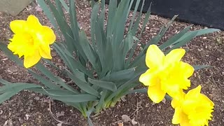 Daffodils