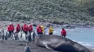 The Godzilla of seals