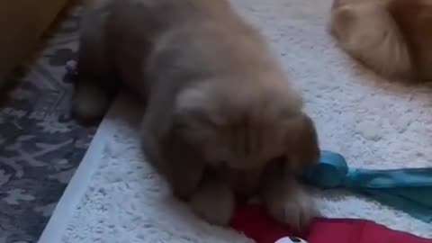 Puppy Plays with New Christmas Toy!