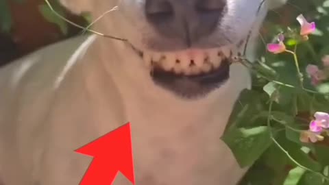 Funny animal funny video 😉🐶