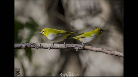 Birding Photography Slideshow by My Dad