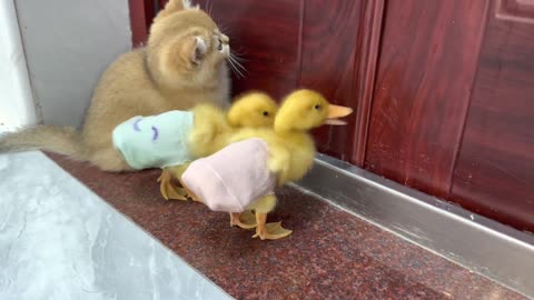It's the sister of the kitten and duckling. Their daily life