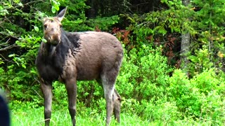 Roadside Moose