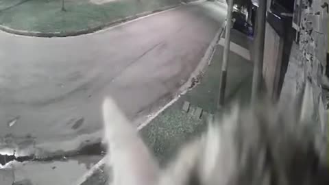 "Feline Caught on Camera: Adorable Cat in Front of CCTV"