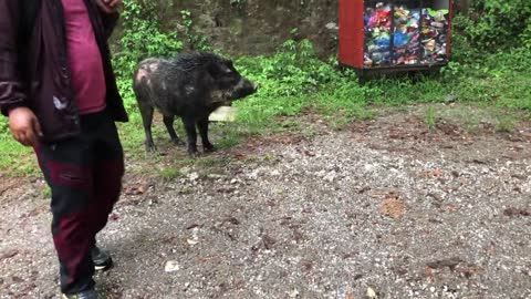 Strange Wild boar.