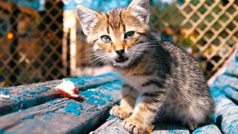 Homeless grey kitten eating in slow motion