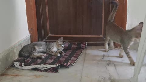 Cute Kitten Funny Fight