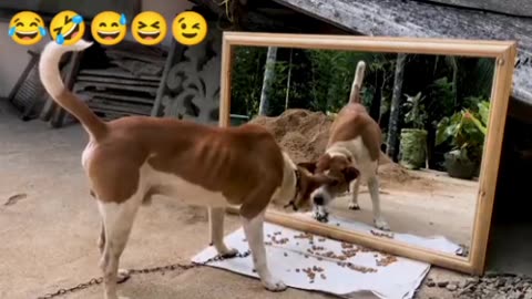 Comedy videos of dog and cat 🤣😂
