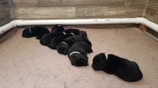 Puppies sleeping day 5