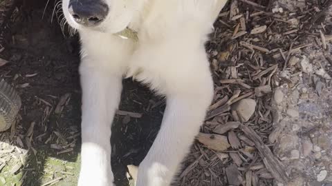 Cute golden gets CAUGHT digging in backyard