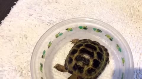 Baby Tortoise unboxing!
