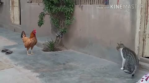 Chicken VS Dog & Cat Fights - Funny Video