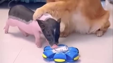 The Secret Life of a Clever Dog and Mischievous Pig.
