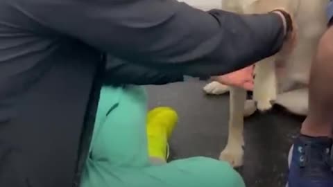Video of injured dog learning to trust vet viral GMA