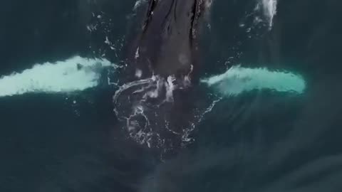 Sea lion playing with Humpback whale ❤️